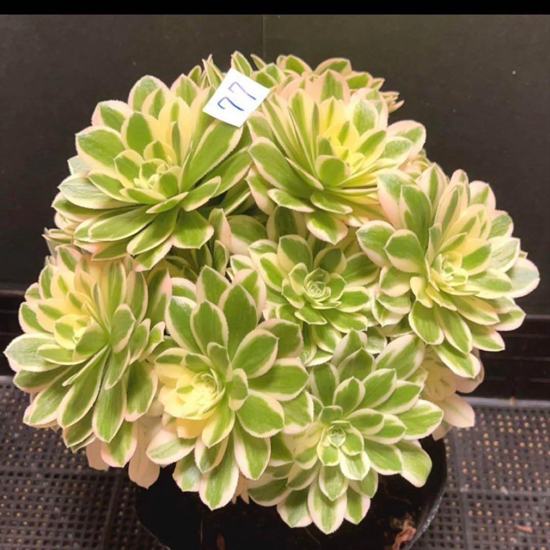77#多肉植物❤️アエオニウム錦❤️ マイバッハ ❤️ 25大頭25cm钵土付き出荷
