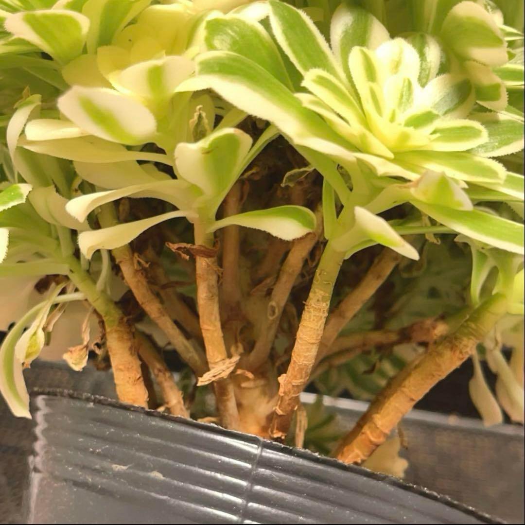 77#多肉植物❤️アエオニウム錦❤️ マイバッハ ❤️ 25大頭25cm钵土付き出荷