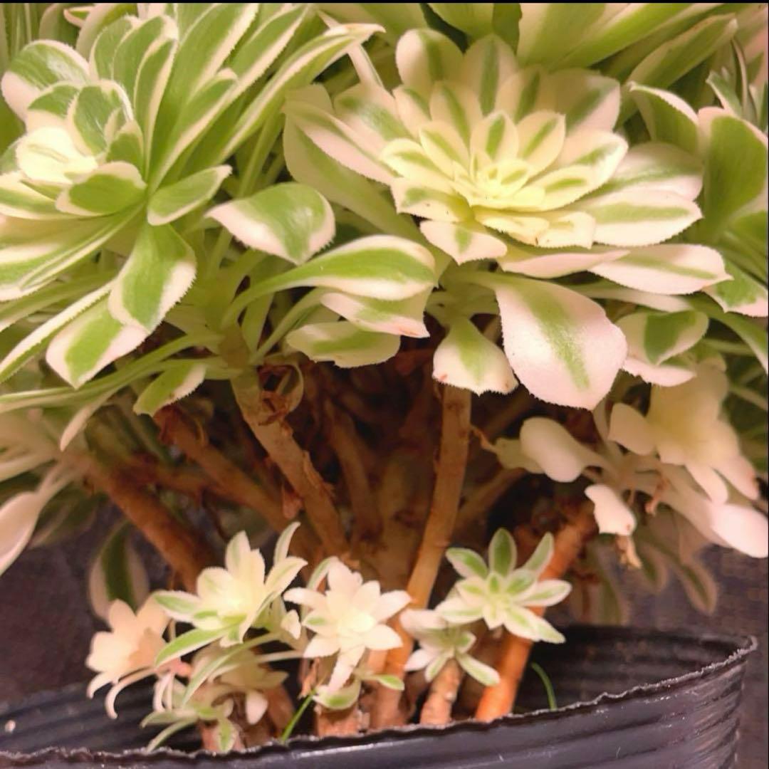 77#多肉植物❤️アエオニウム錦❤️ マイバッハ ❤️ 25大頭25cm钵土付き出荷