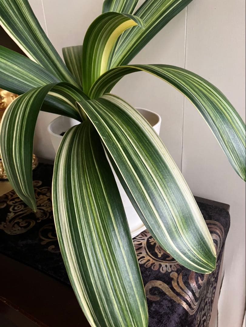 お値下げ中❤️大苗✨斑入りの君子蘭✨