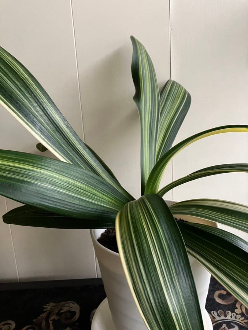 お値下げ中❤️大苗✨斑入りの君子蘭✨