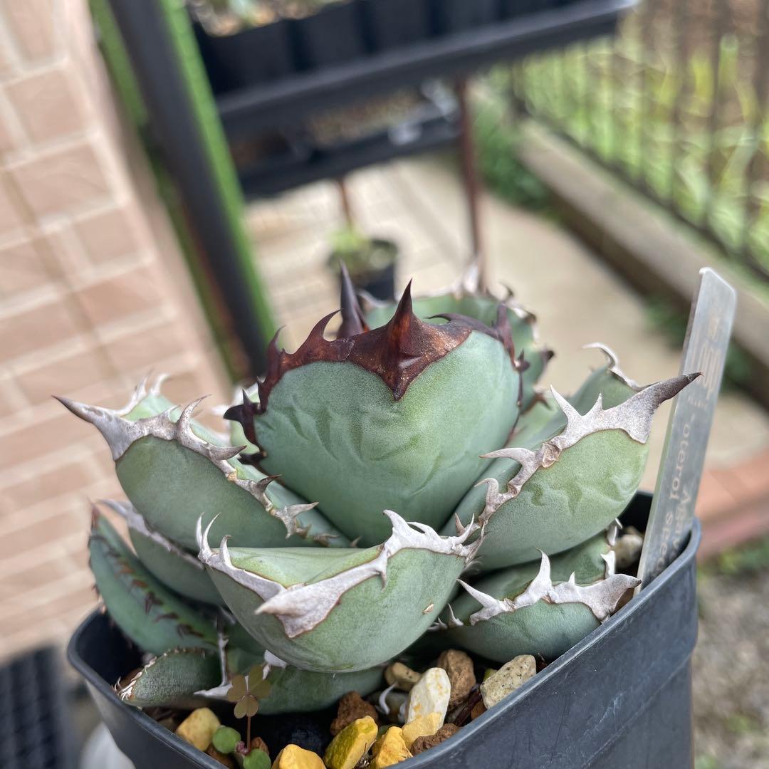 monk1d　アガベ　オテロイ実生　loopplants