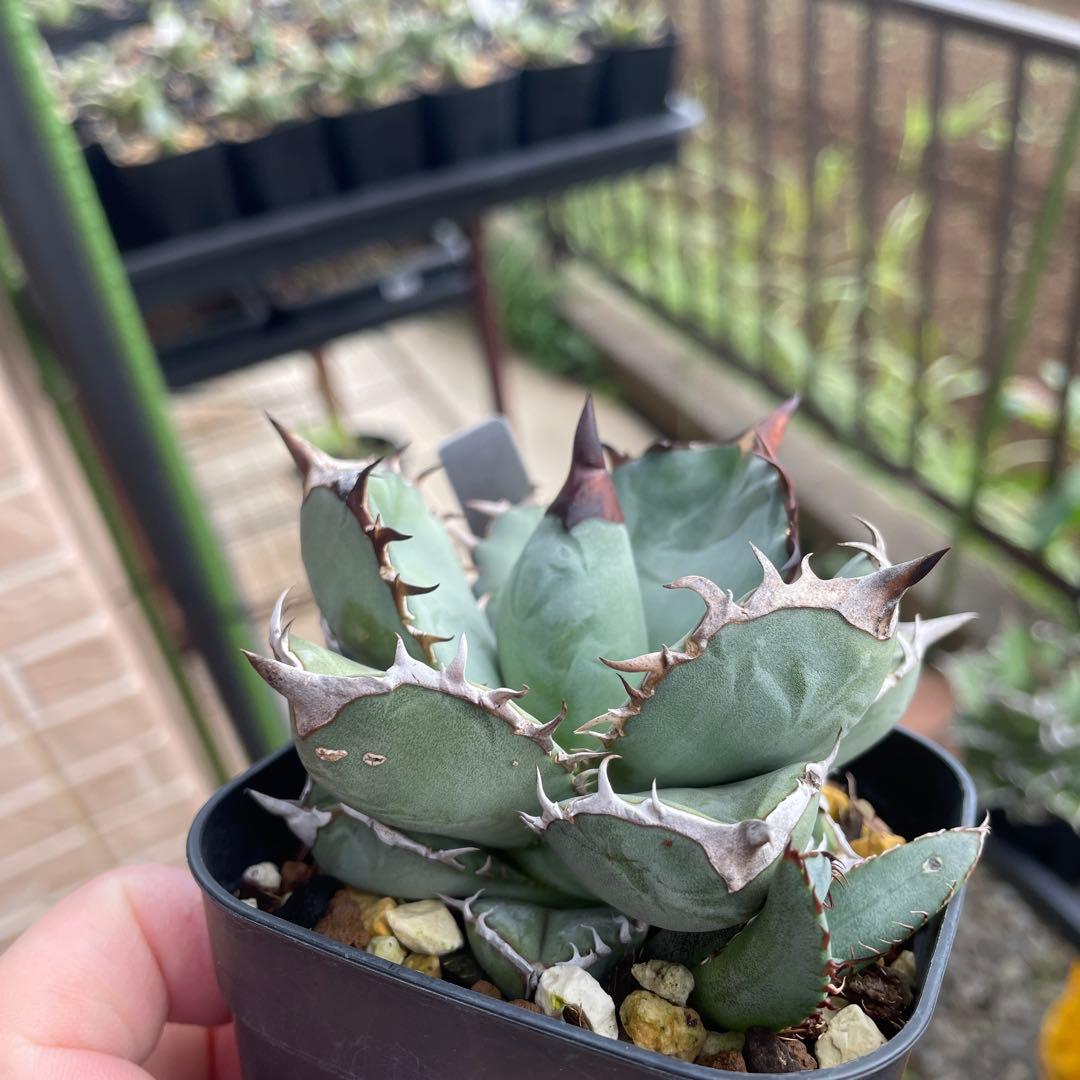 monk1d　アガベ　オテロイ実生　loopplants