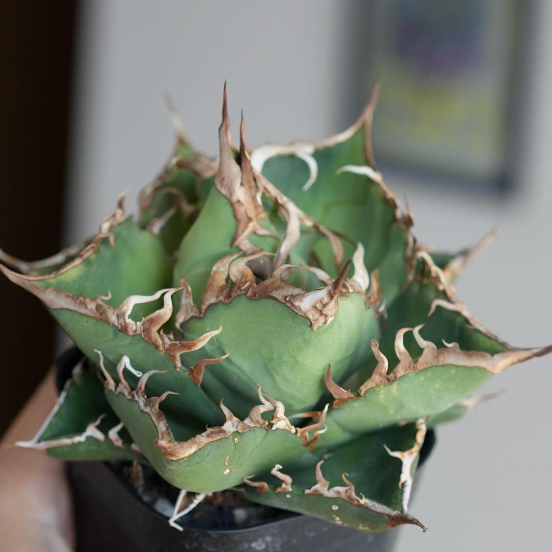 アガベ チタノタ 毒液 親株