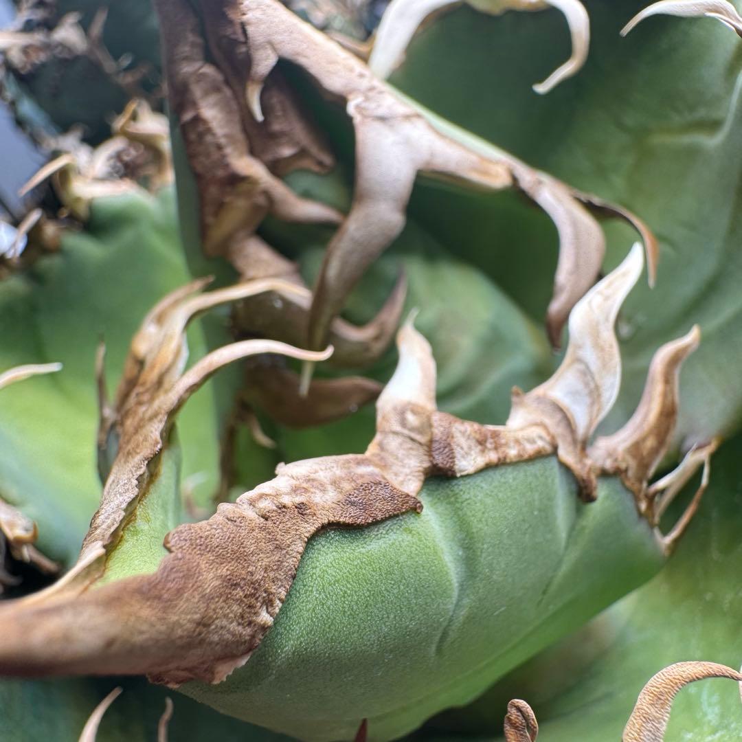 アガベ チタノタ 毒液 親株