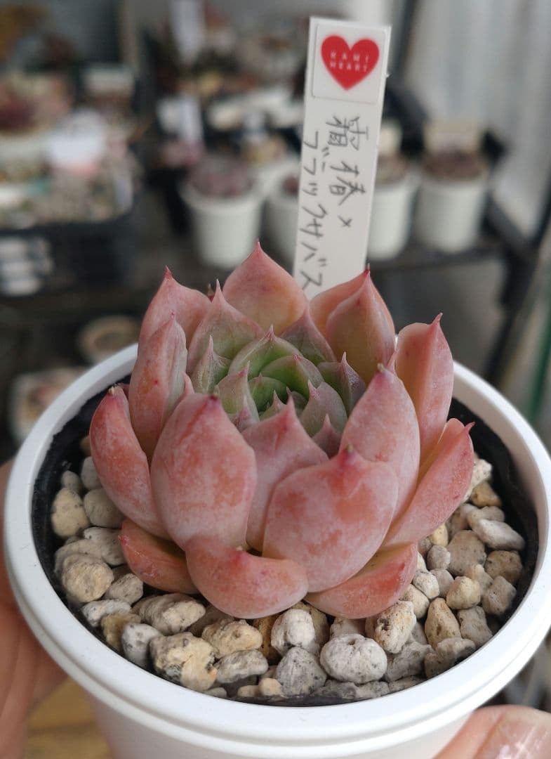 KAMI♡さん苗【2苗、札付き】 セット