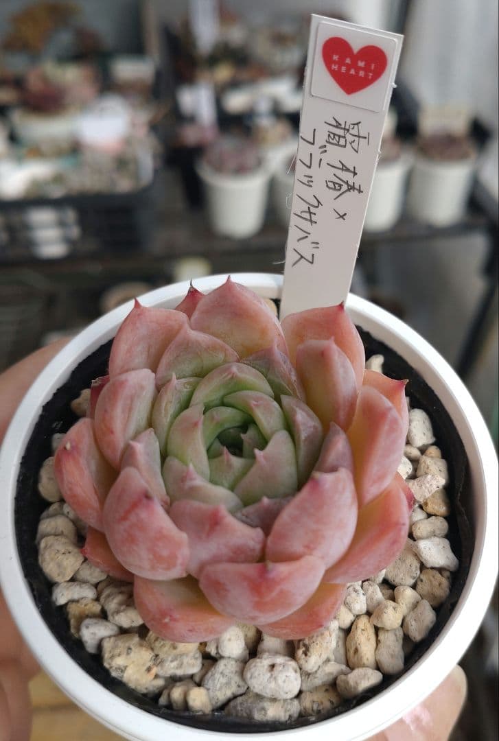 KAMI♡さん苗【2苗、札付き】 セット