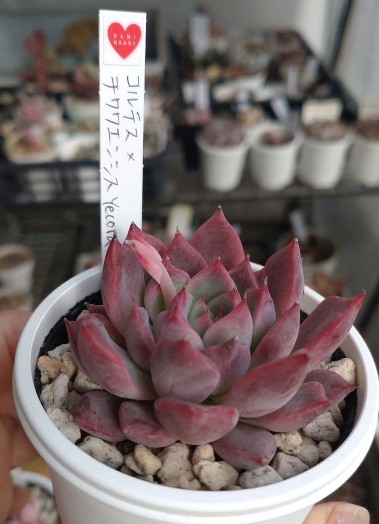 KAMI♡さん苗【2苗、札付き】 セット