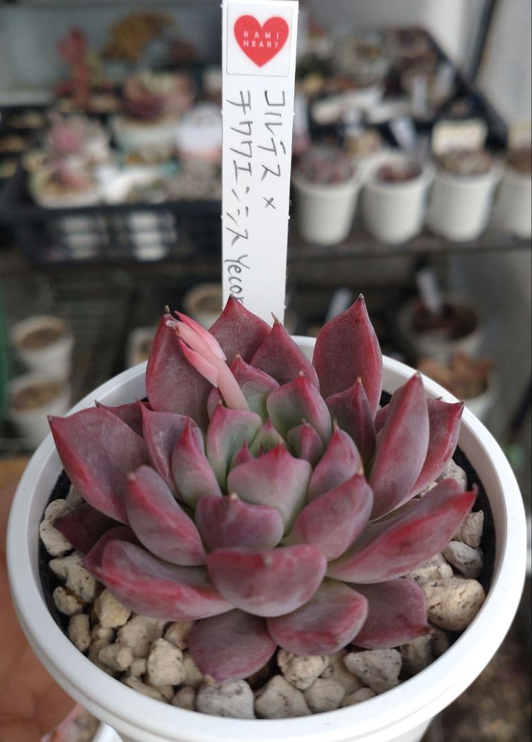 KAMI♡さん苗【2苗、札付き】 セット