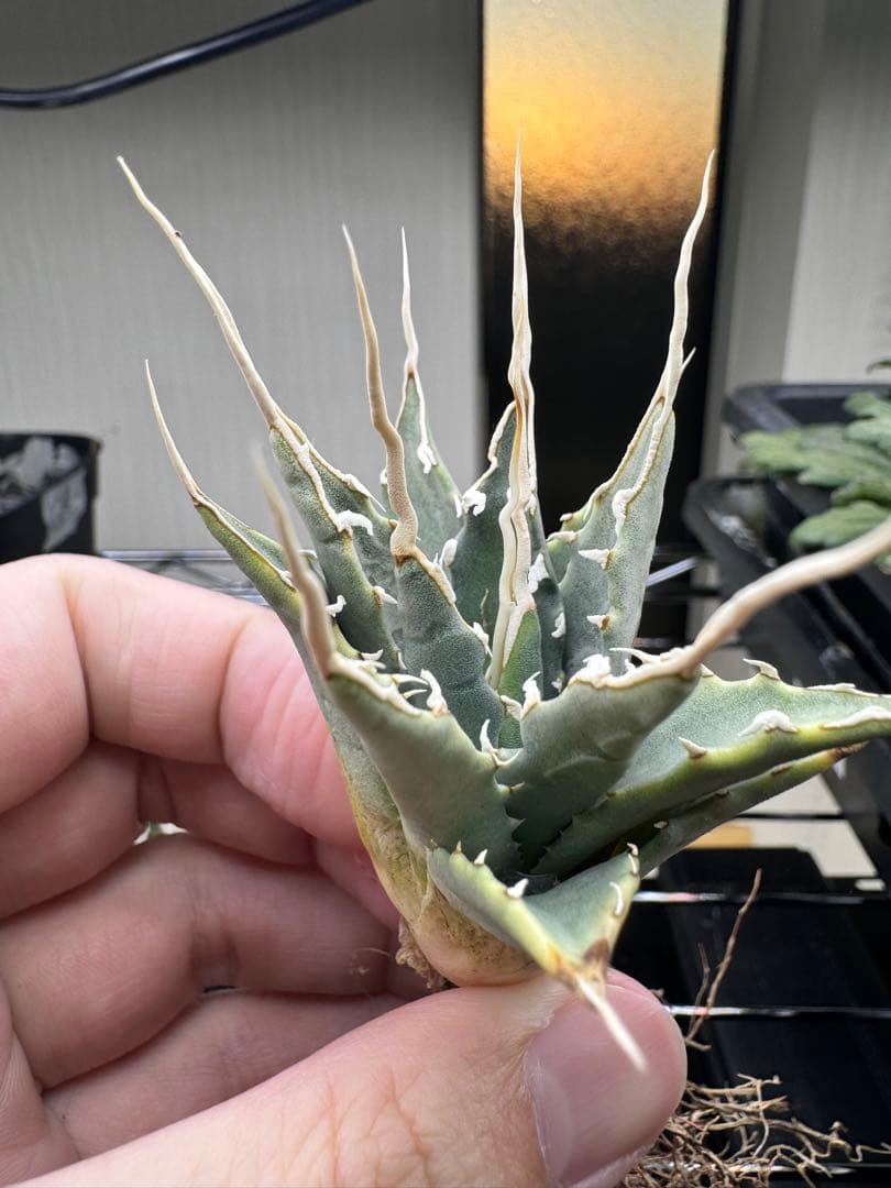 ぞ*ん様 アガベ　ユタエンシス　エボリスピナ実生19