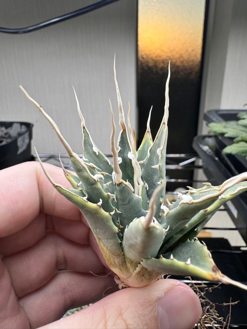 ぞ*ん様 アガベ　ユタエンシス　エボリスピナ実生19