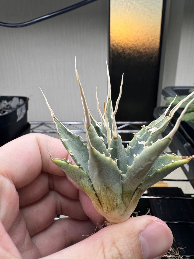 ぞ*ん様 アガベ　ユタエンシス　エボリスピナ実生19