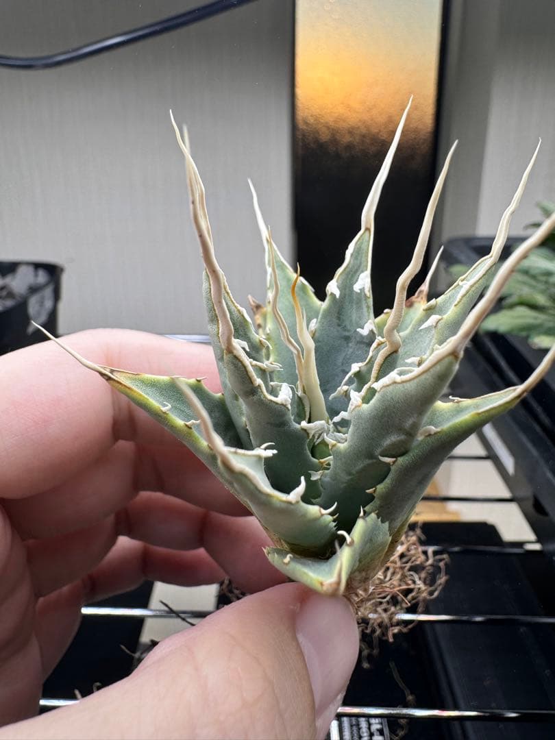 ぞ*ん様 アガベ　ユタエンシス　エボリスピナ実生19