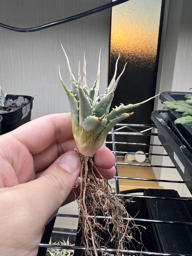 ぞ*ん様 アガベ　ユタエンシス　エボリスピナ実生19