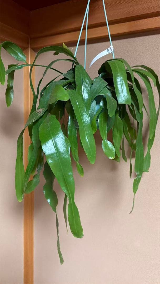 エピフィラム プミラム 姫月下美人　特大株　釣り鉢発送