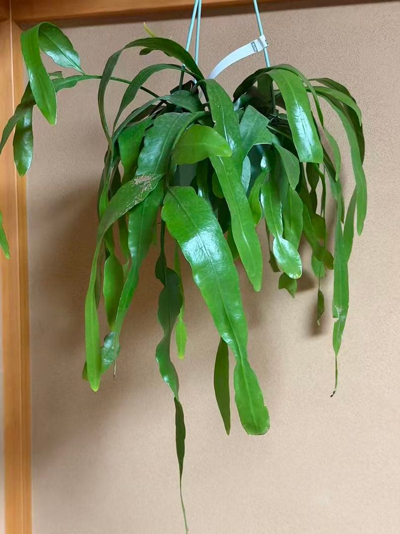 エピフィラム プミラム 姫月下美人　特大株　釣り鉢発送