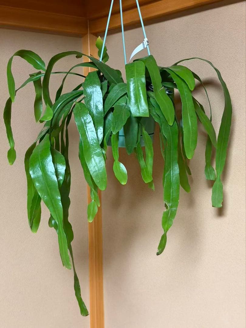 エピフィラム プミラム 姫月下美人　特大株　釣り鉢発送