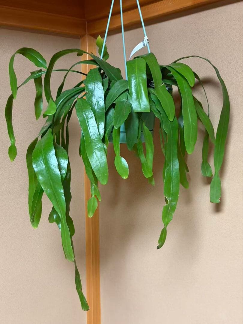 エピフィラム プミラム 姫月下美人　特大株　釣り鉢発送