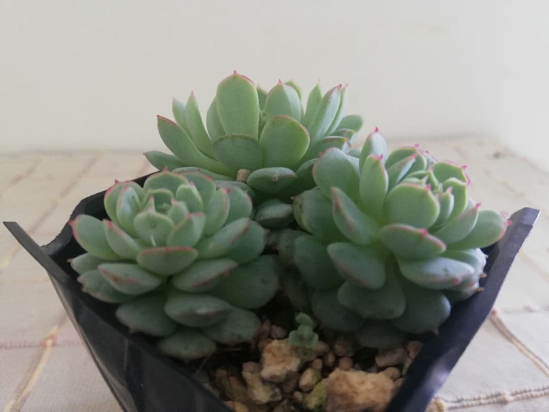 多肉植物　エケベリアsp  韓国苗