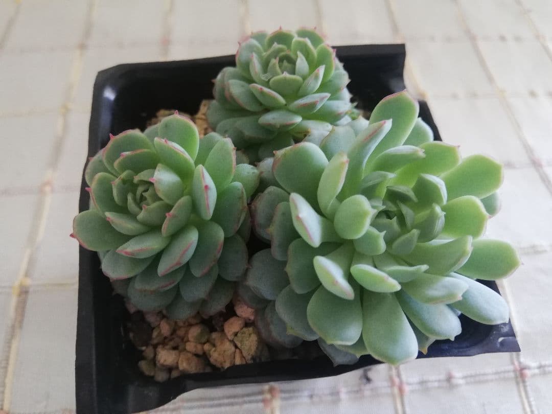 多肉植物　エケベリアsp  韓国苗