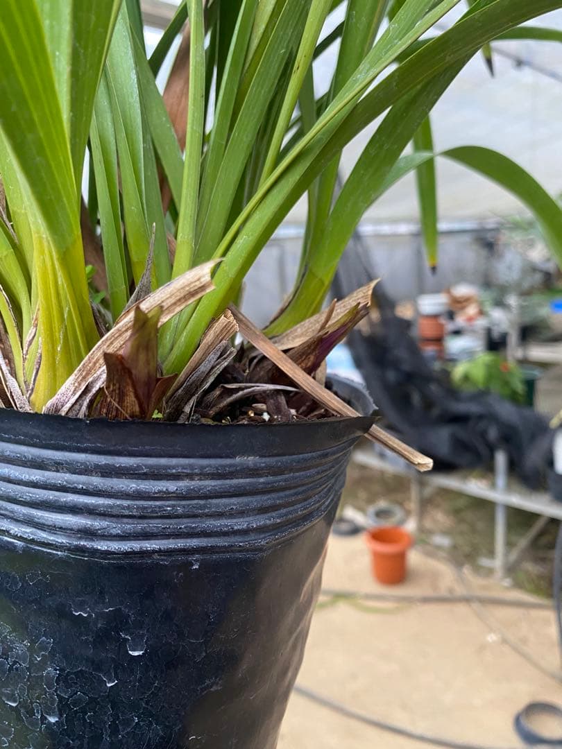 限定再出品！キンリョウヘン6号　花芽8本極上株！！