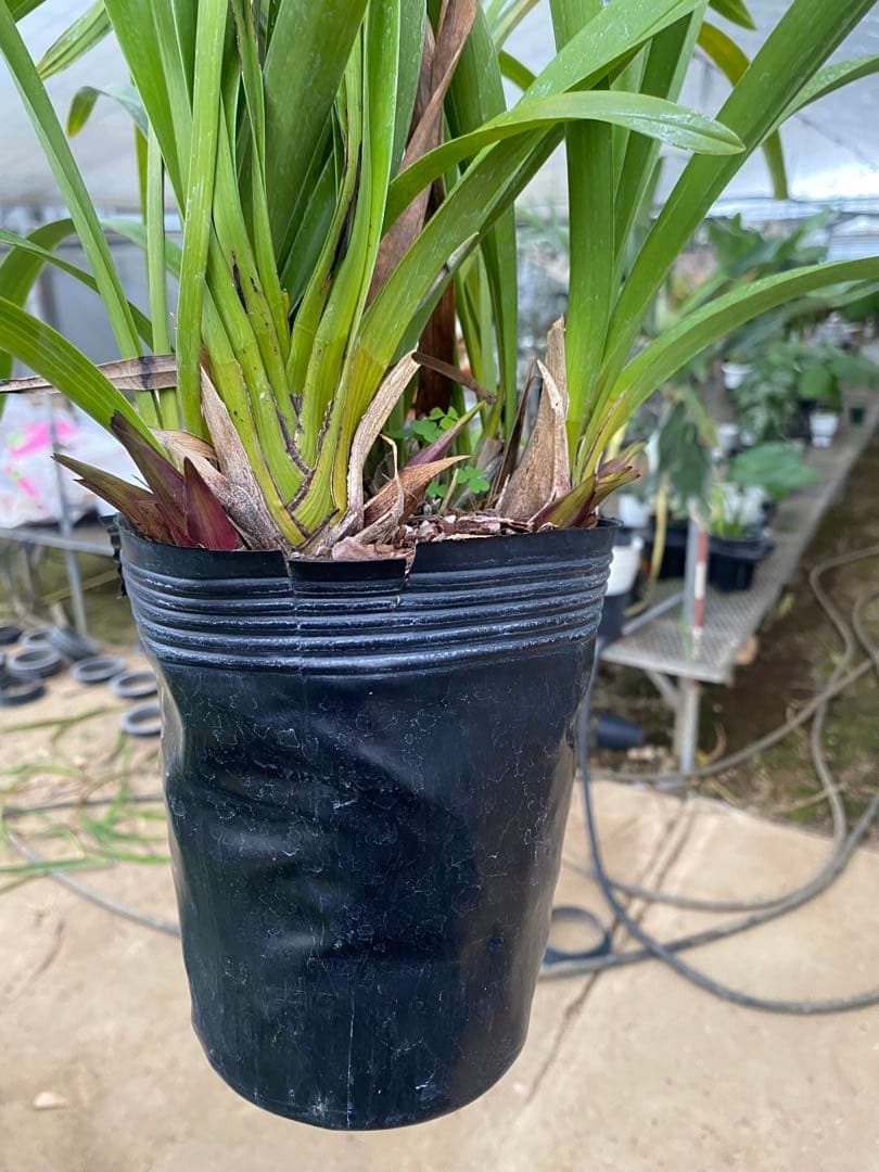 限定再出品！キンリョウヘン6号　花芽8本極上株！！