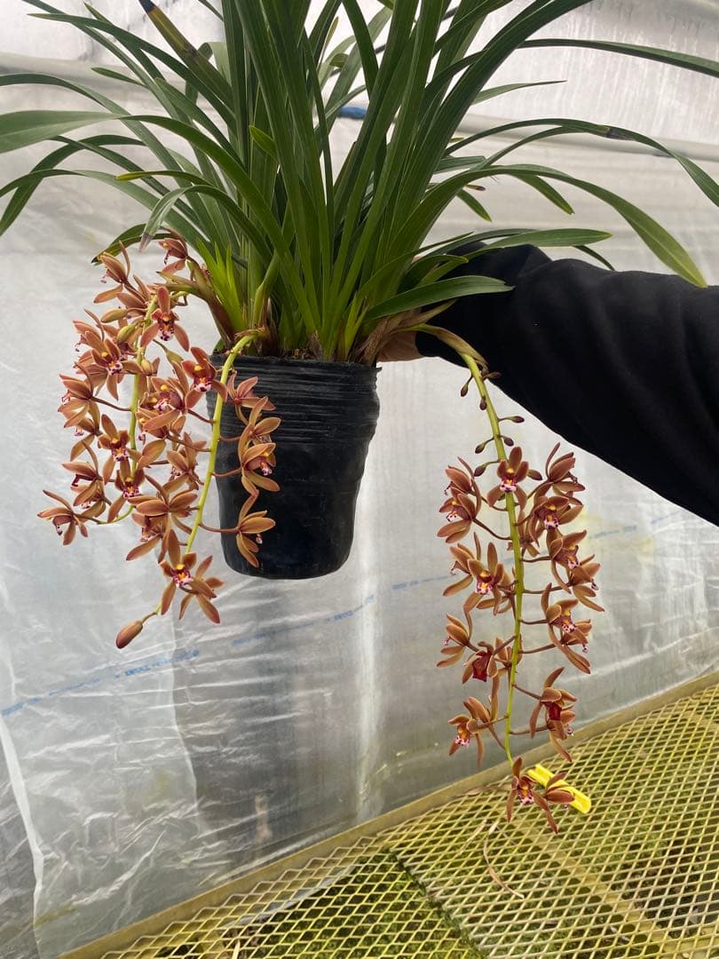 限定再出品！キンリョウヘン6号　花芽8本極上株！！