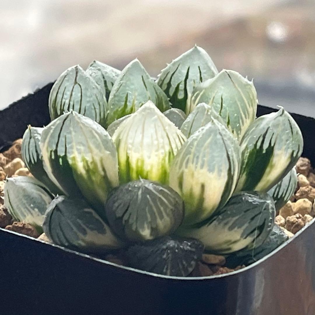 ハオルチア 竜爪　オブツーサ錦