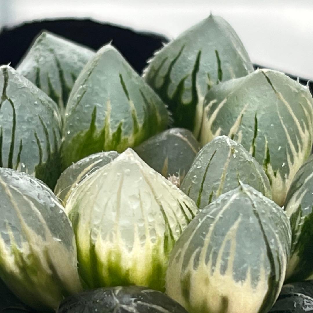 ハオルチア 竜爪　オブツーサ錦