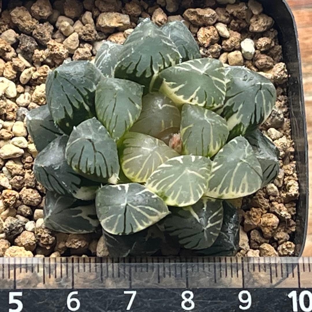 ハオルチア 竜爪　オブツーサ錦