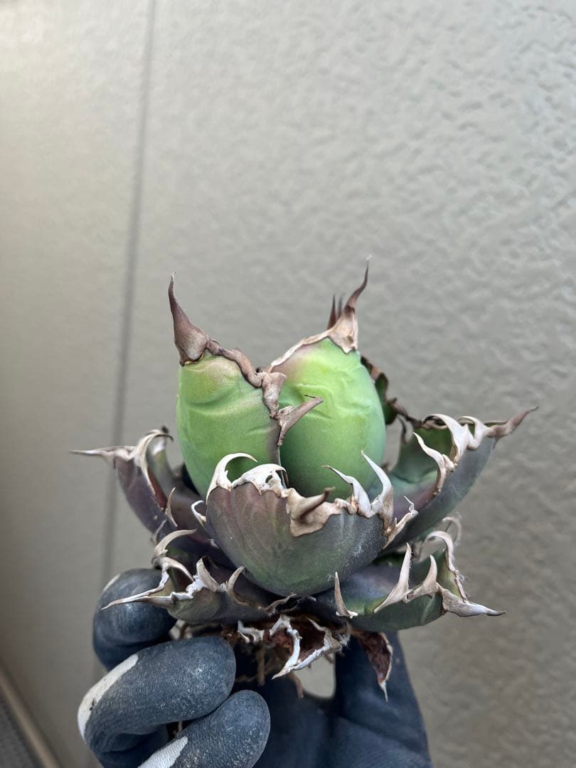 アガベ AA Arizona Ambition 中株