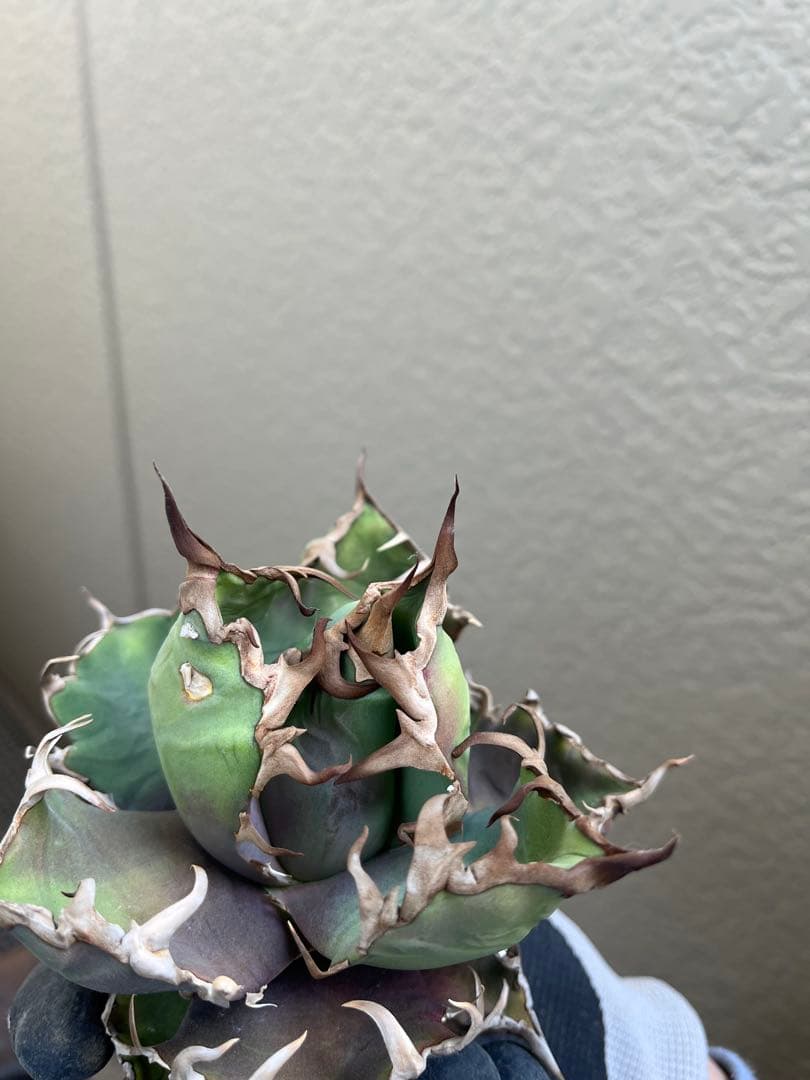 アガベ AA Arizona Ambition 中株