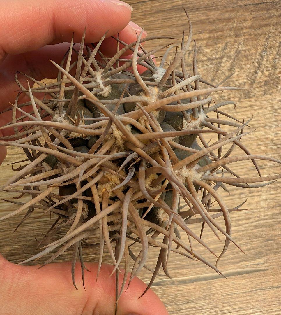 【強棘】ギムノカリキウム　守金魔天竜③