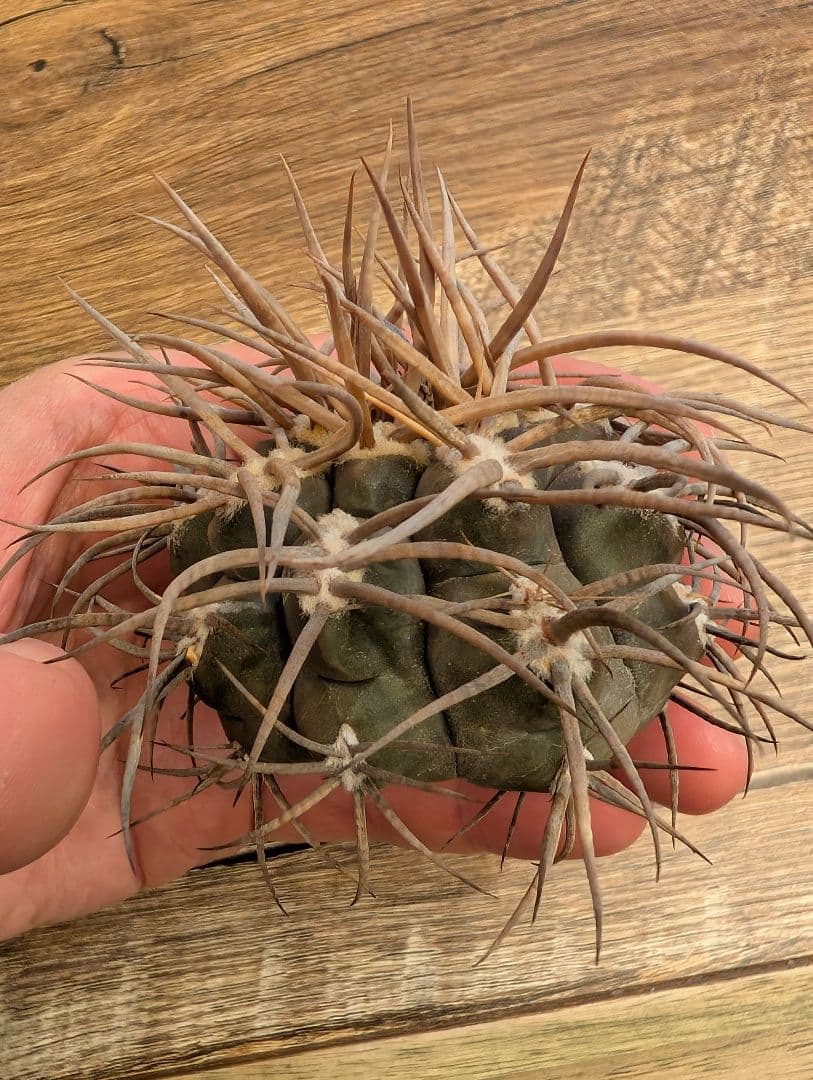 【強棘】ギムノカリキウム　守金魔天竜③