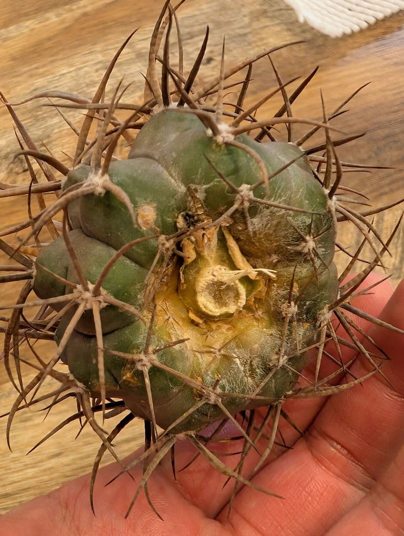 【強棘】ギムノカリキウム　守金魔天竜③