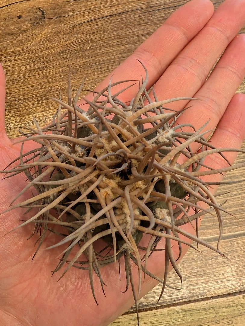 【強棘】ギムノカリキウム　守金魔天竜③