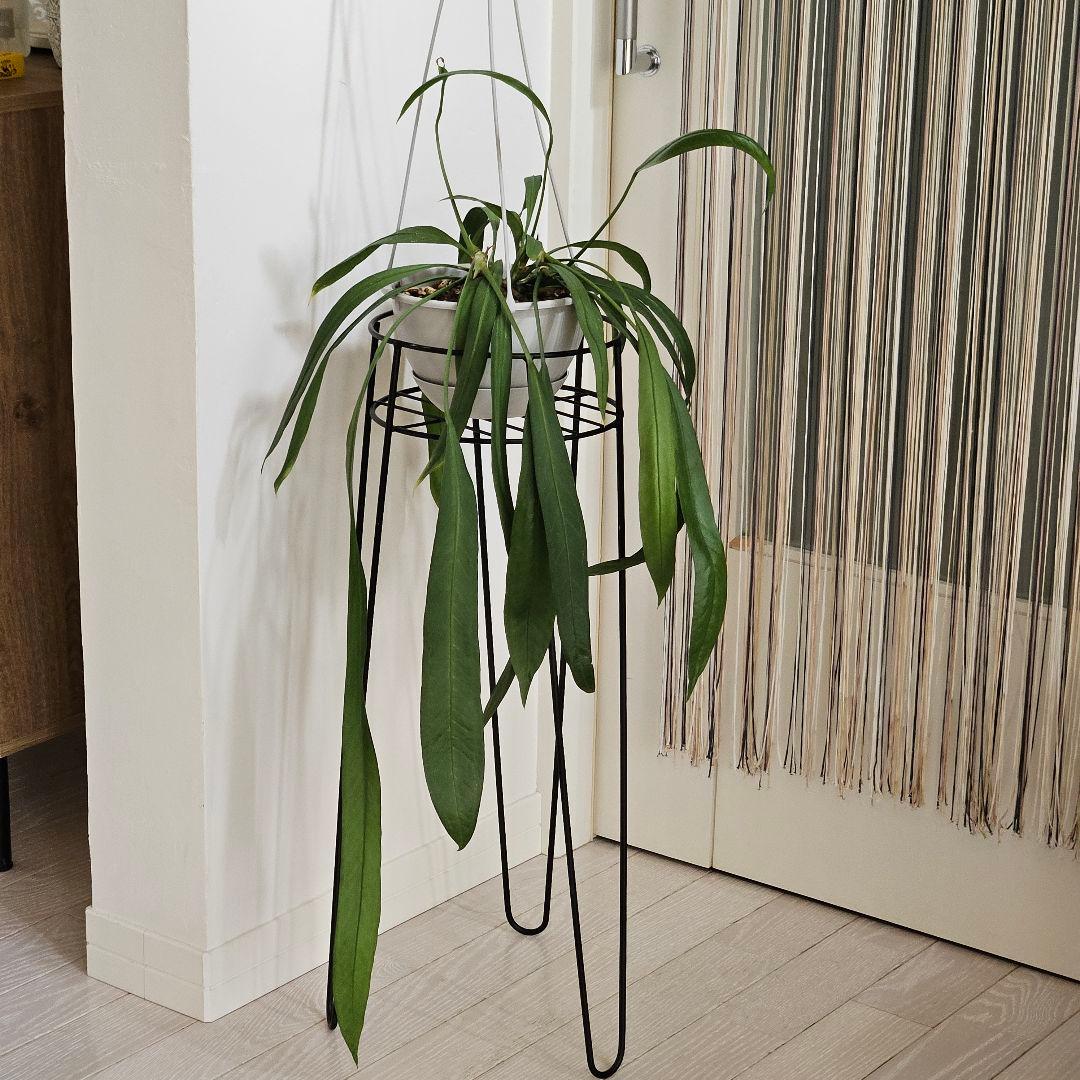 アンスリウム　ビッタリフォリウム　6号吊り鉢　ラベル付き