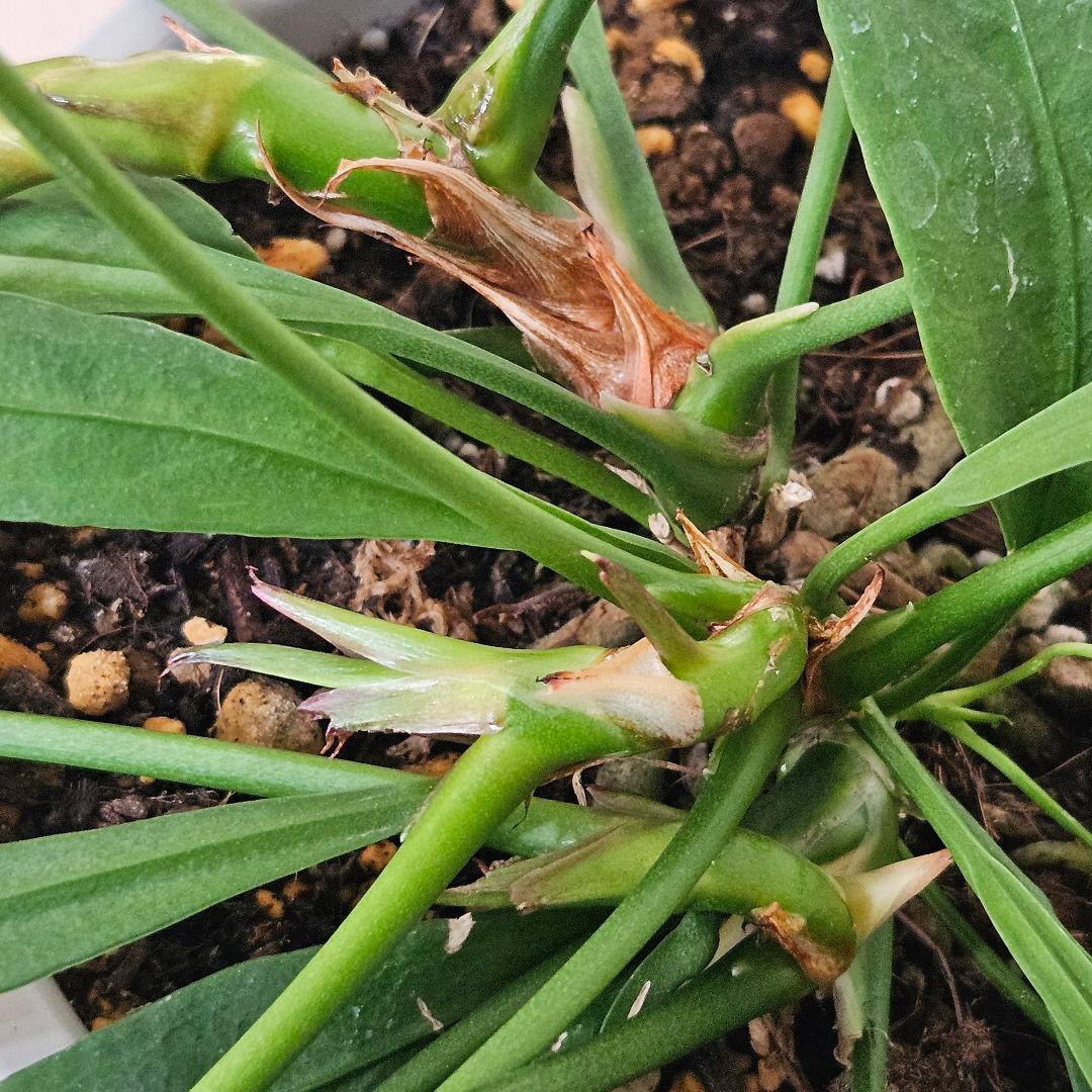 アンスリウム　ビッタリフォリウム　6号吊り鉢　ラベル付き