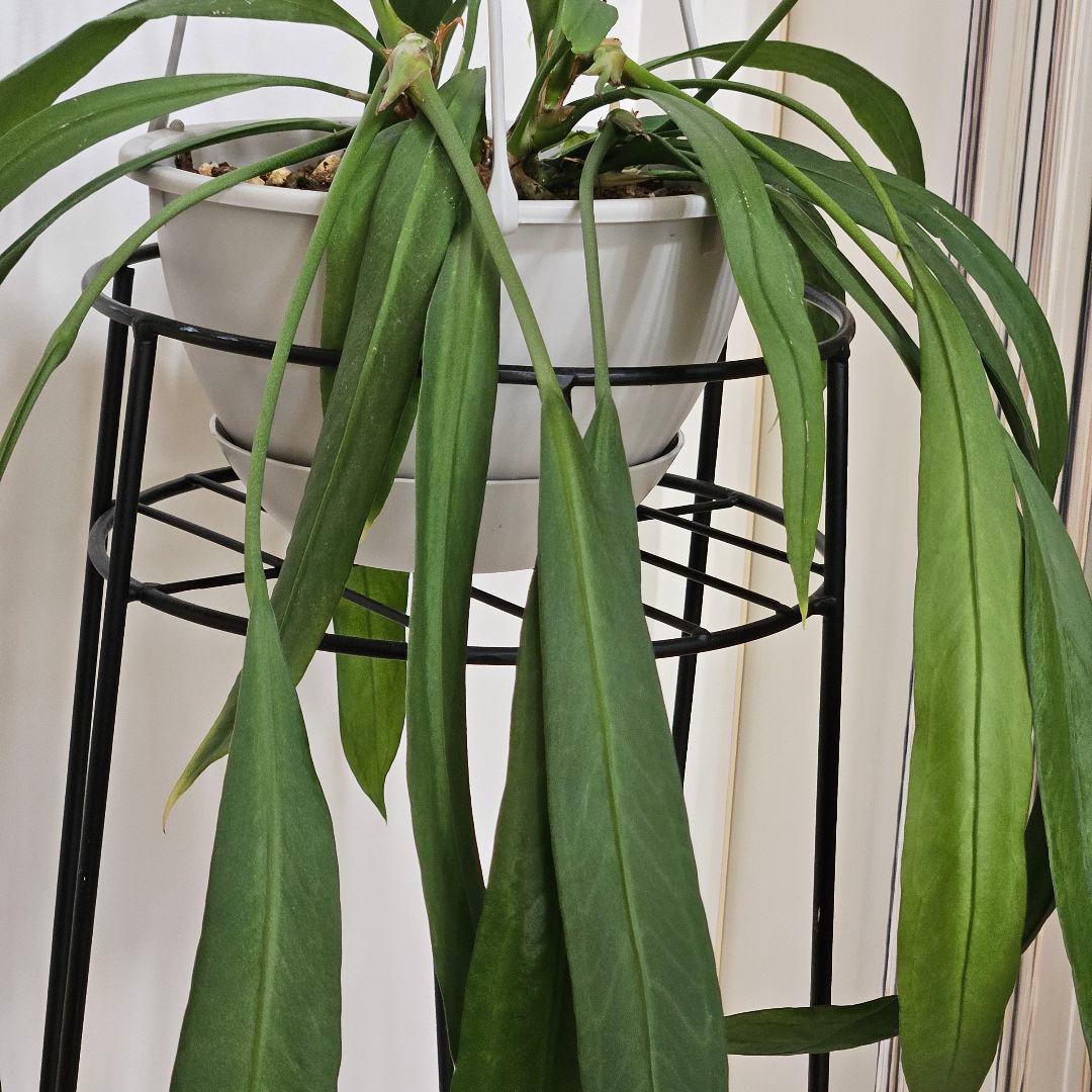 アンスリウム　ビッタリフォリウム　6号吊り鉢　ラベル付き