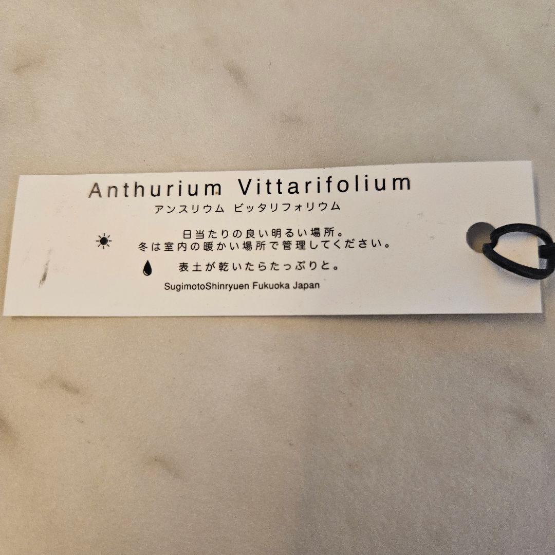 アンスリウム　ビッタリフォリウム　6号吊り鉢　ラベル付き