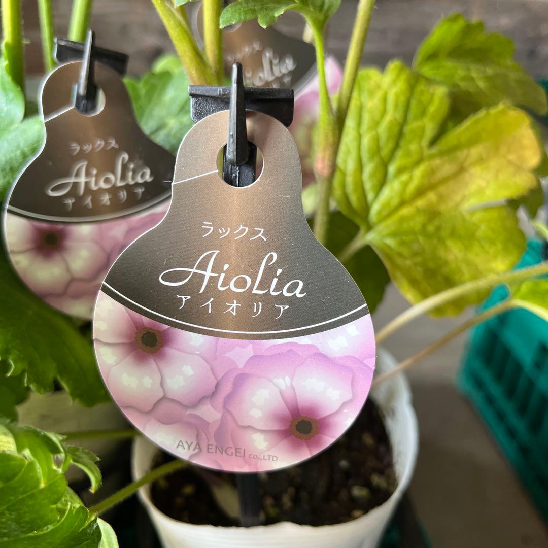 ラナンキュラスラックス　5苗