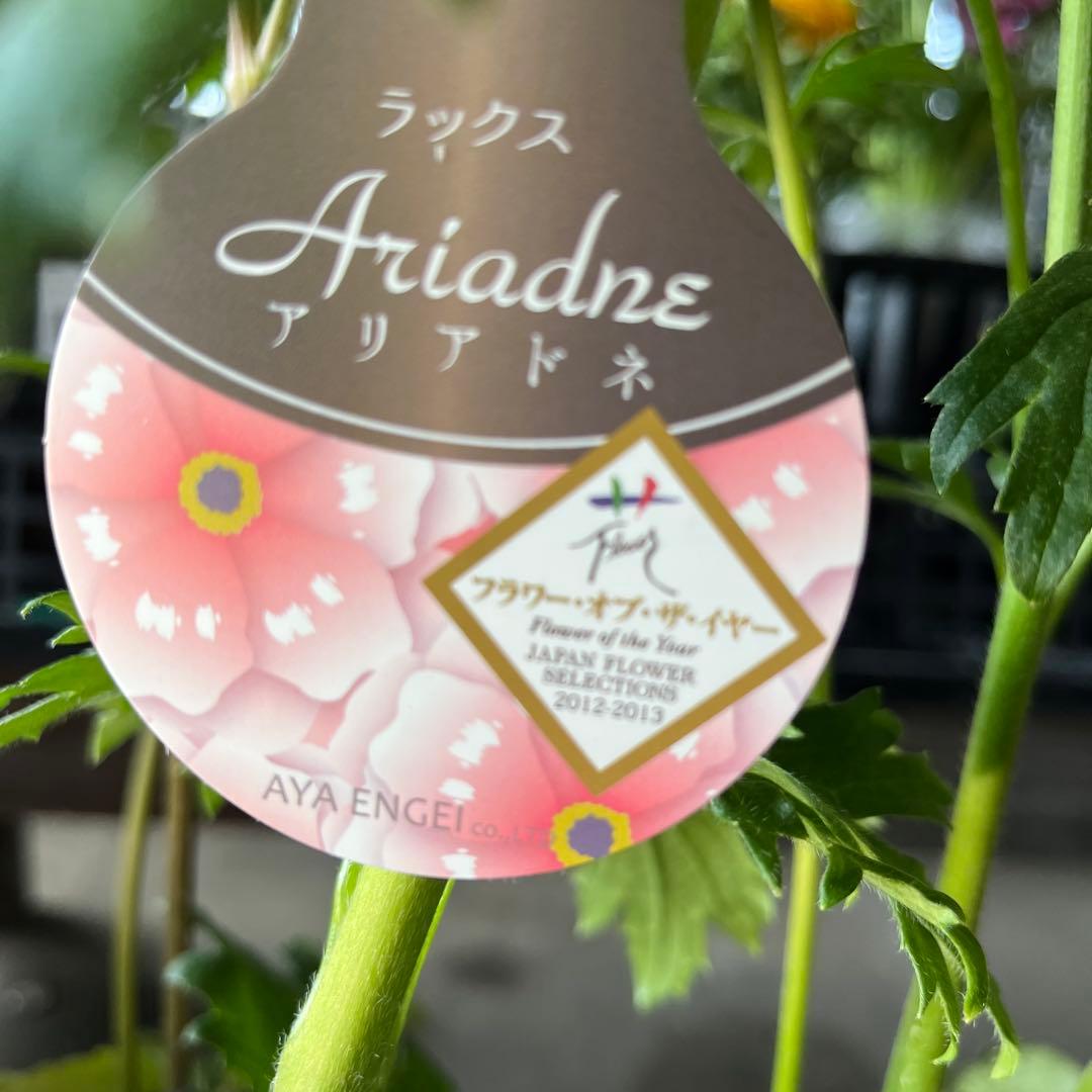 ラナンキュラスラックス　5苗