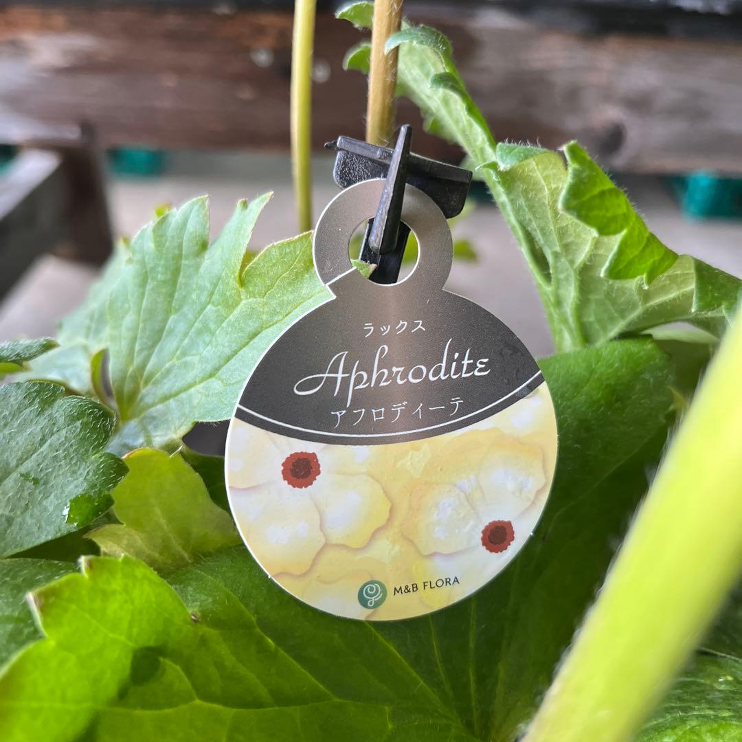 ラナンキュラスラックス　5苗