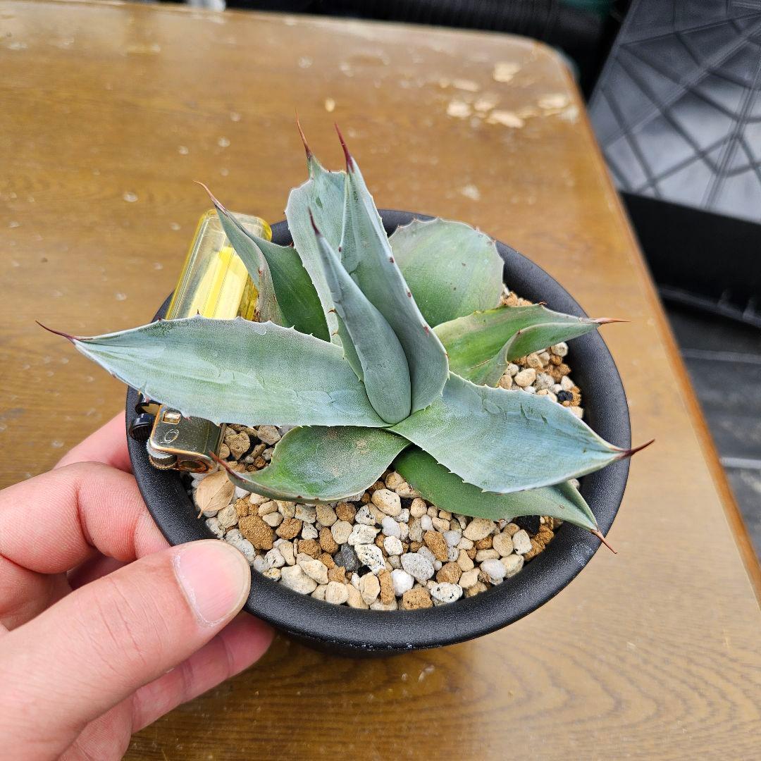 agave アガベ オバティフォリア錦 sp 覆輪斑 ①