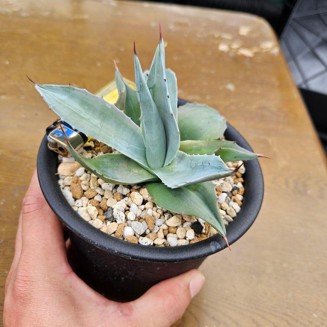 agave アガベ オバティフォリア錦 sp 覆輪斑 ①