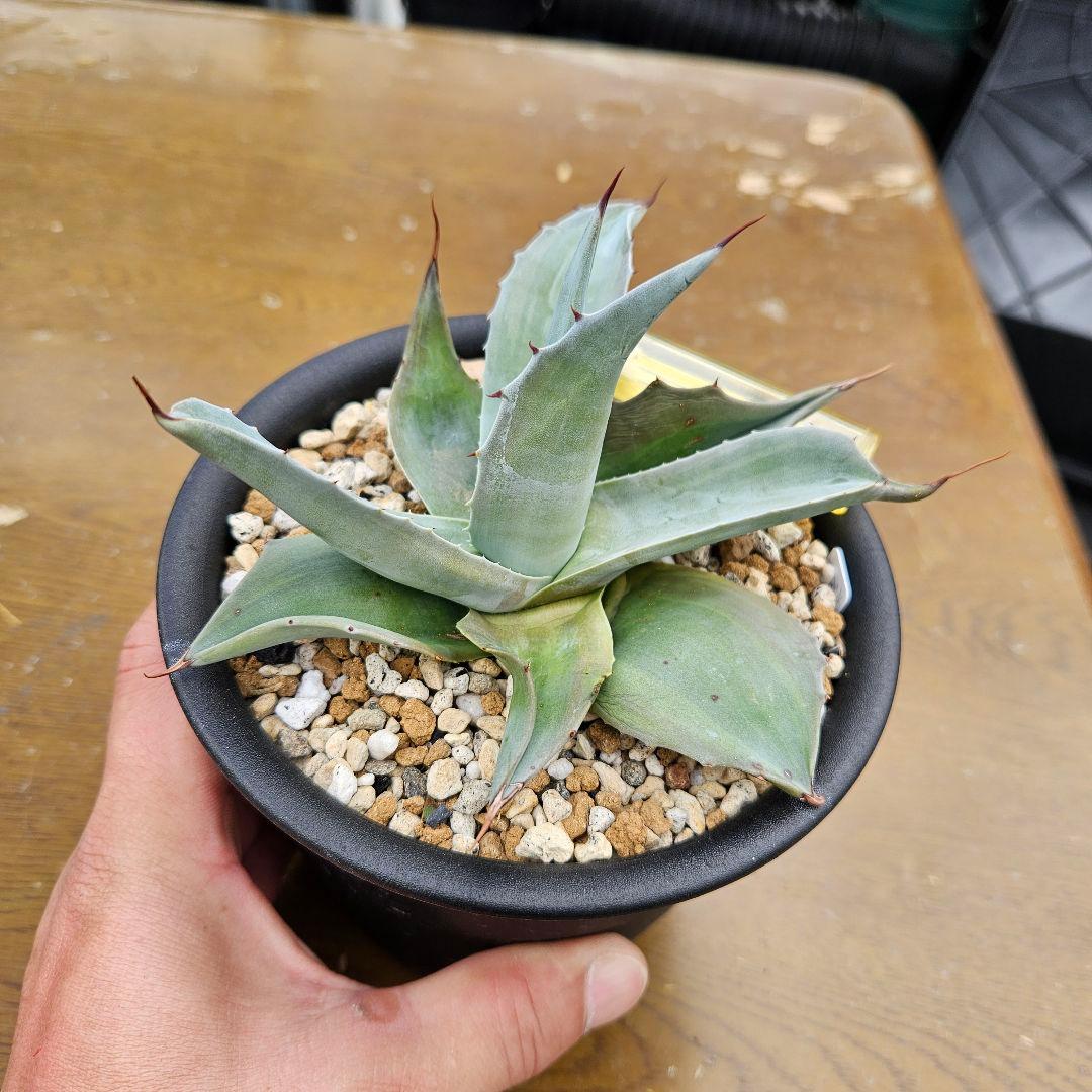 agave アガベ オバティフォリア錦 sp 覆輪斑 ①
