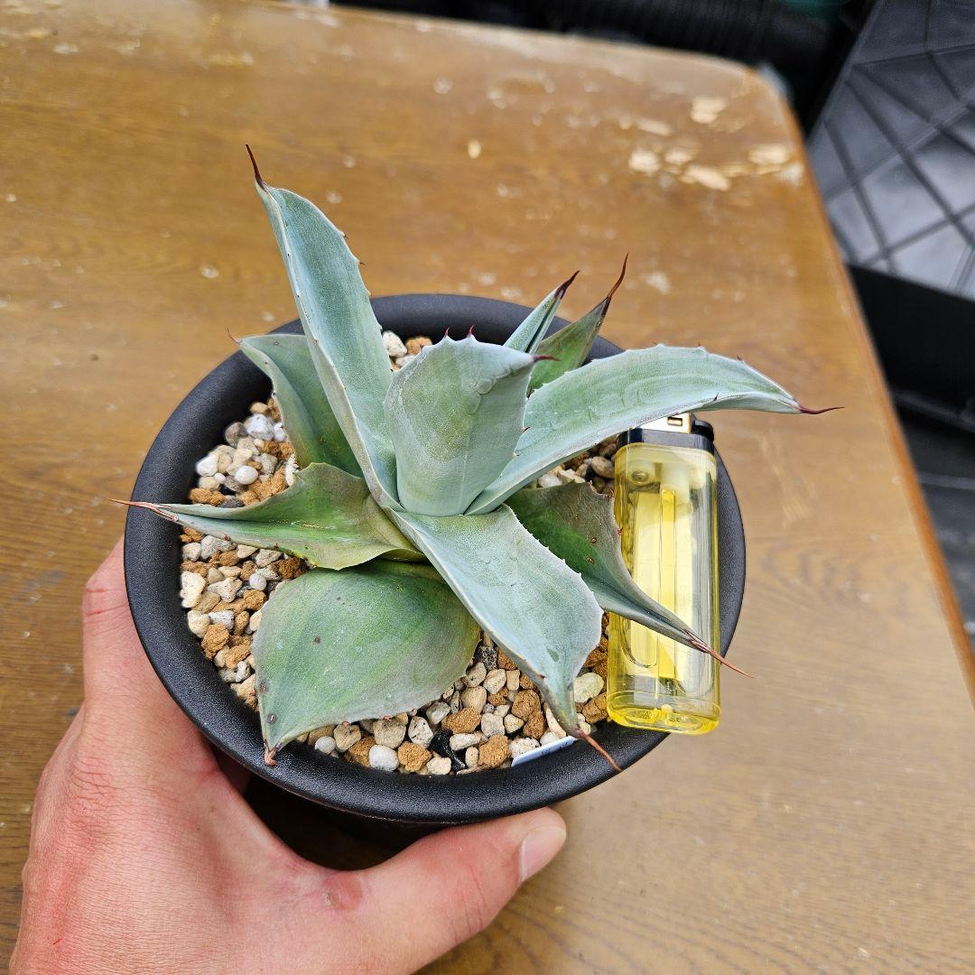 agave アガベ オバティフォリア錦 sp 覆輪斑 ①