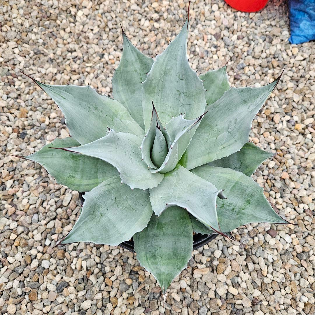 agave アガベ オバティフォリア錦 sp 覆輪斑 ①