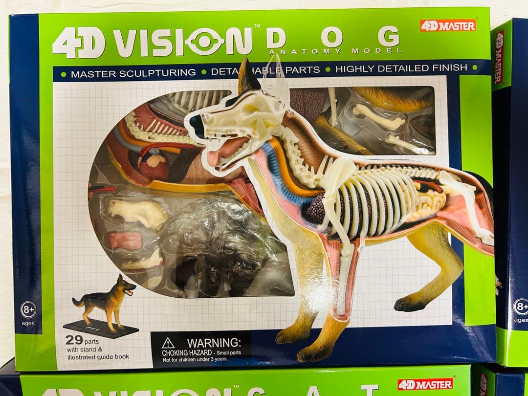 スカイネット　立体パズル　4D Vision 動物解剖模型セット　青島文化教材社