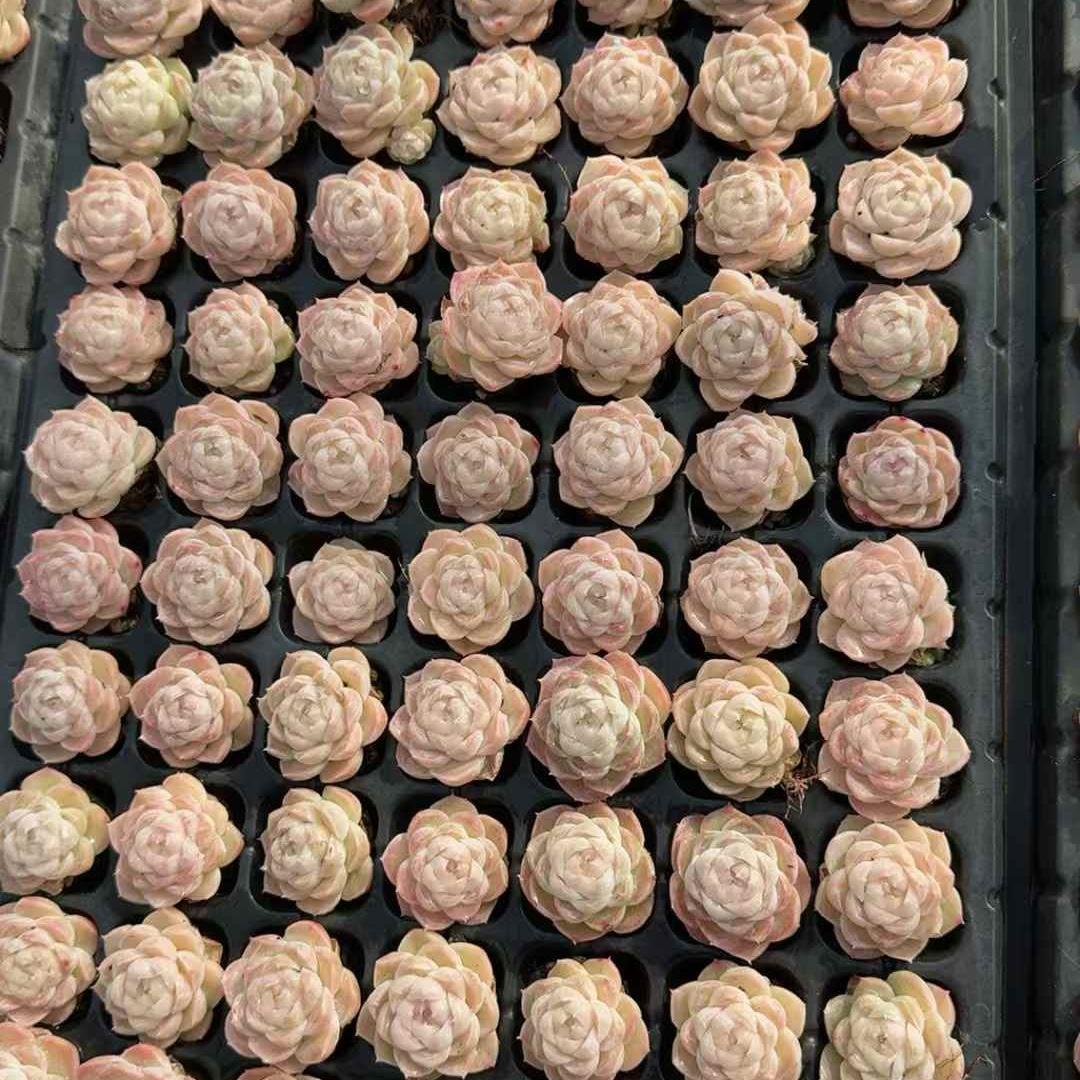 Top【選抜株】23928ジョービーバーバー　アーレンアーリア72個プラグトレー